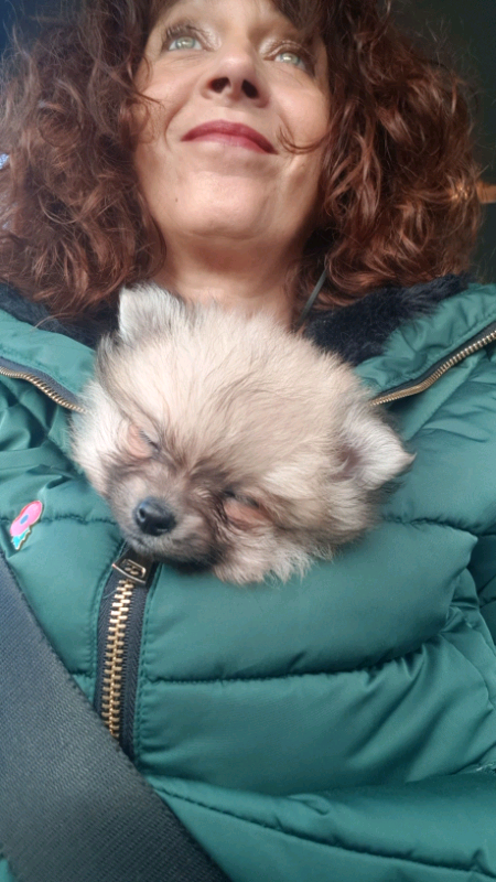 teacup pomeranian for sale gumtree